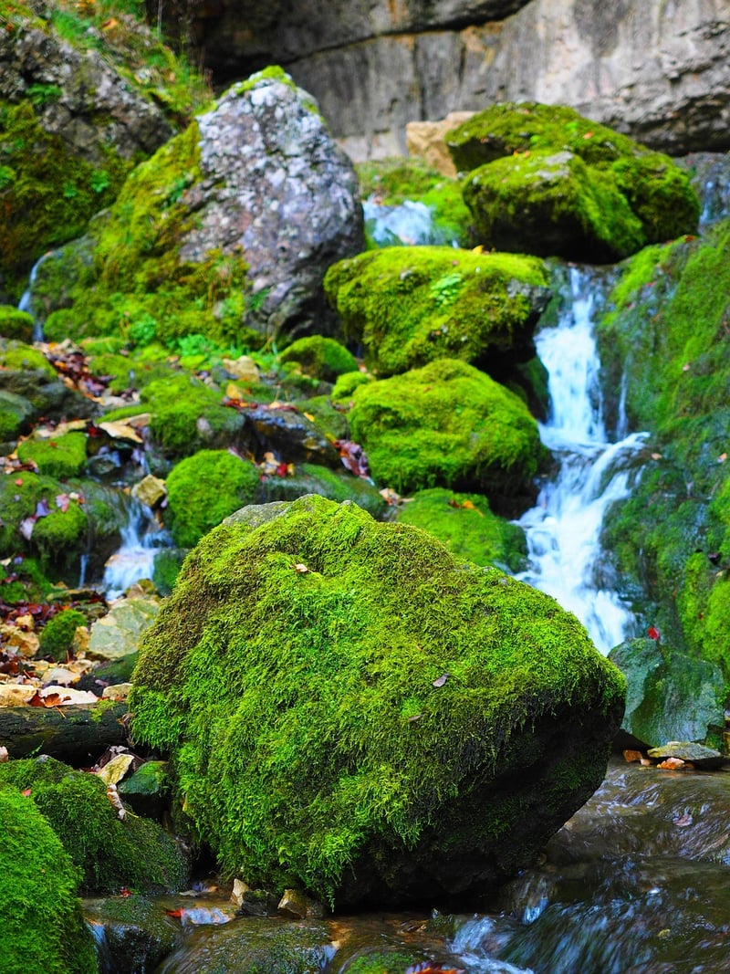 Moss Accents